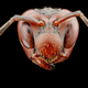 Illustration for article titled Macrophotographs of insects to melt your face